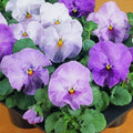 Pansy Seeds - 50 Count Viola tricolor Var. hortensis - Clear Lavender Flower Seeds for Garden, Containers & Borders