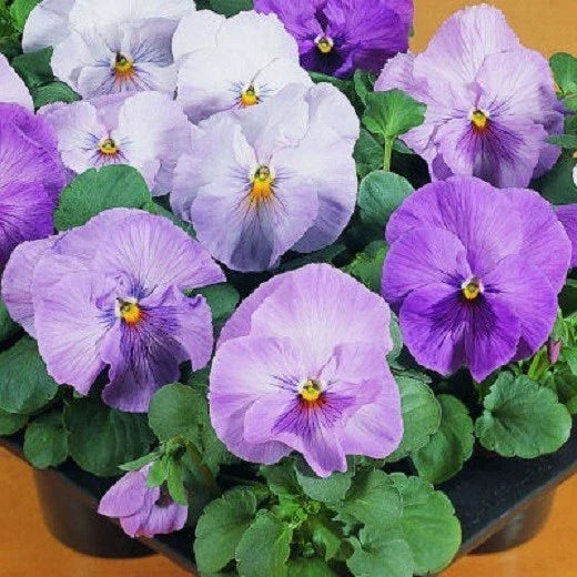 Pansy Seeds - 50 Count Viola tricolor Var. hortensis - Clear Lavender Flower Seeds for Garden, Containers & Borders