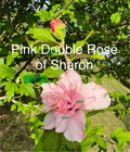 Pink Double Rose of Sharon Cuttings - Hibiscus syriacus 'Pink Chiffon' - 5 Fresh Planting Cuttings
