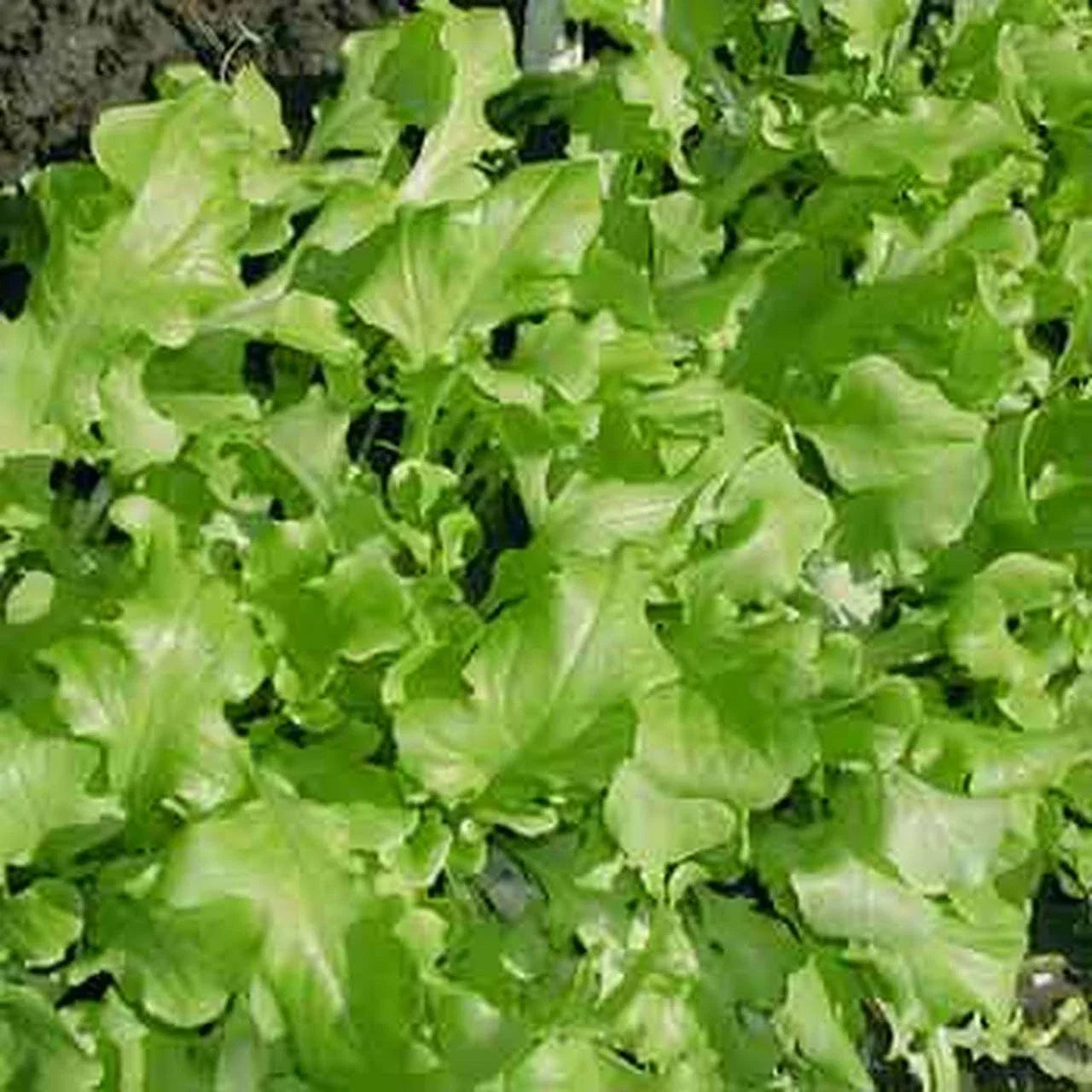Green Salad Bowl Lettuce Seeds - Organic Non-GMO Cutting Variety - Lactuca sativa Loose-Leaf Greens Seed Packet