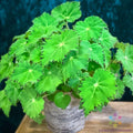 Green Begonia Seeds - 25+ Pack for Indoor & Outdoor Gardening - Begonia spp. - Easy to Grow, Lush Foliage, Free Shipping