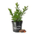Cherry of The Rio Grande Tree - Live 3 Gallon Pot - Prunus serotina var. cherry of the Rio Grande