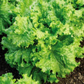 Waldmann's Green Leaf Lettuce Seeds - Organic, Heirloom, Non-GMO Lactuca sativa, Loose-Leaf, Full Sun to Partial Shade