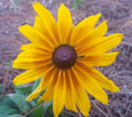 Gloriosa Daisy Seeds 25 Count Rudbeckia Hirta Bee & Butterfly Friendly Florida Grown