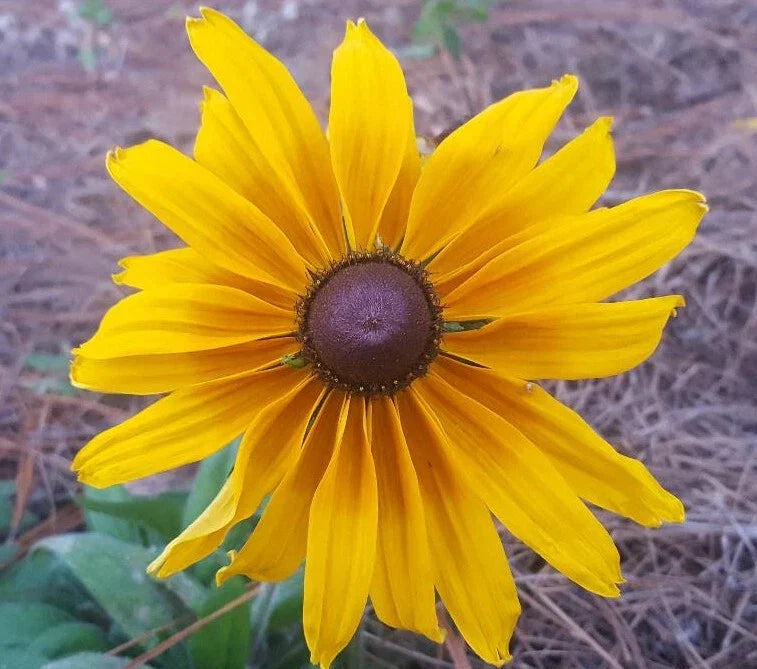 Gloriosa Daisy Seeds 25 Count Rudbeckia Hirta Bee & Butterfly Friendly Florida Grown