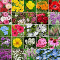 Wildflower Seed Pack - 3000+ Assorted Non-GMO Seeds for Partial Shade - Native Wildflowers for Garden, Meadow & Landscape