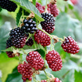 Boysenberry Live Plant in 4-Inch Pot, Rubus ursinus × idaeus, Edible Berry Bush for Garden or Container