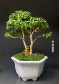 Bonsai Tree Shohin 8” Kingsville Boxwood Live Plant in Crackle Glaze Pot, Indoor/Outdoor Decor, 12-Year-Old, Compact, Low Maintenance