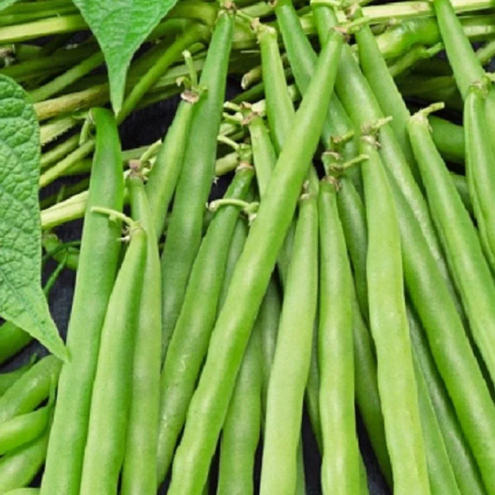 Greencrop Bush Bean Seeds, Non-GMO Heirloom Vegetable Seeds, Phaseolus vulgaris, Compact Growth, Fresh Edible Beans