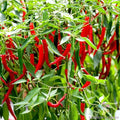 Skyline Red Hot Pepper Seeds - 25+ Pack, Capsicum annuum, Spicy Garden Planting, USA Grown, Perfect for Containers & Beds