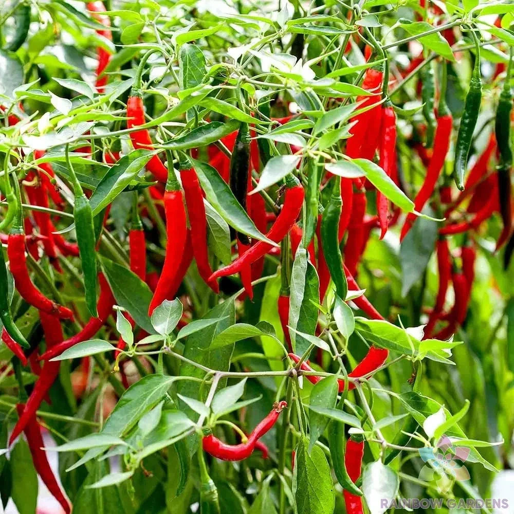Skyline Red Hot Pepper Seeds - 25+ Pack, Capsicum annuum, Spicy Garden Planting, USA Grown, Perfect for Containers & Beds
