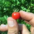Red Currant Tomato Seeds - Organic Heirloom Non-GMO, Small Juicy Tomatoes for Home Gardening, Solanum lycopersicum var. cerasiforme