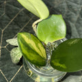 Hoya Rooted Cuttings Set - Chelsea, Sigillatis & Lisa - Tropical Indoor Houseplants