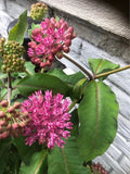 Common Milkweed Seeds - 100 Pack - Asclepias syriaca - Native Pollinator Plant for Bees & Butterflies