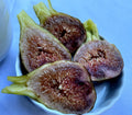 Cold Hardy Violetta Fig Cuttings – 4 Thick Propagation Cuttings for Rooting – Ficus carica 'Violetta' – Fruit-Bearing Plant