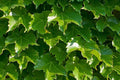 Boston Ivy Seeds, Climbing Vine, Parthenocissus tricuspidata, Garden and Trellis Plant, 100 Seeds