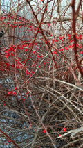 Japanese Barberry Bush Cuttings - 6 Organic Edible Berry Cuttings Berberis thunbergii