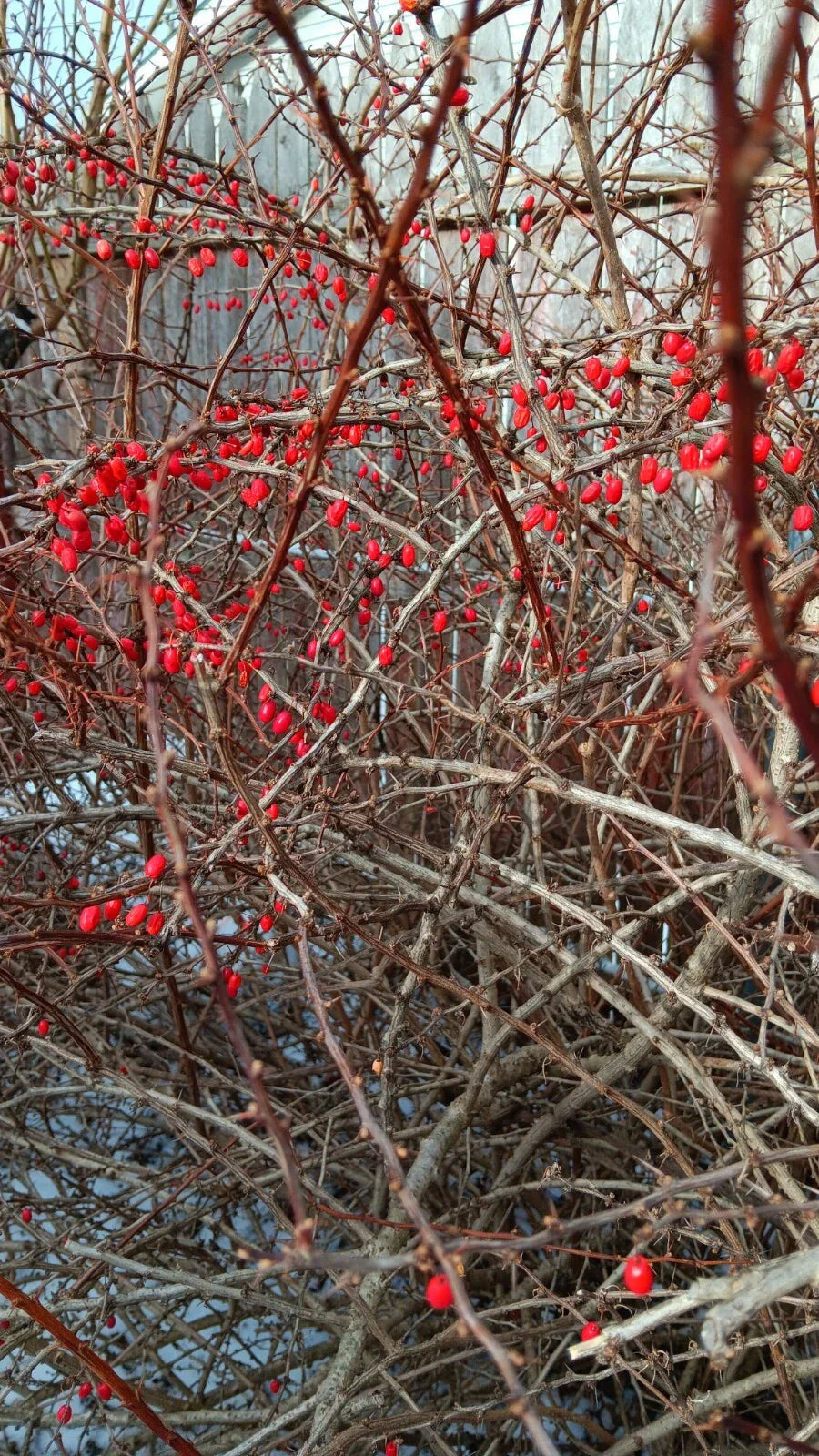 Japanese Barberry Bush Cuttings - 6 Organic Edible Berry Cuttings Berberis thunbergii