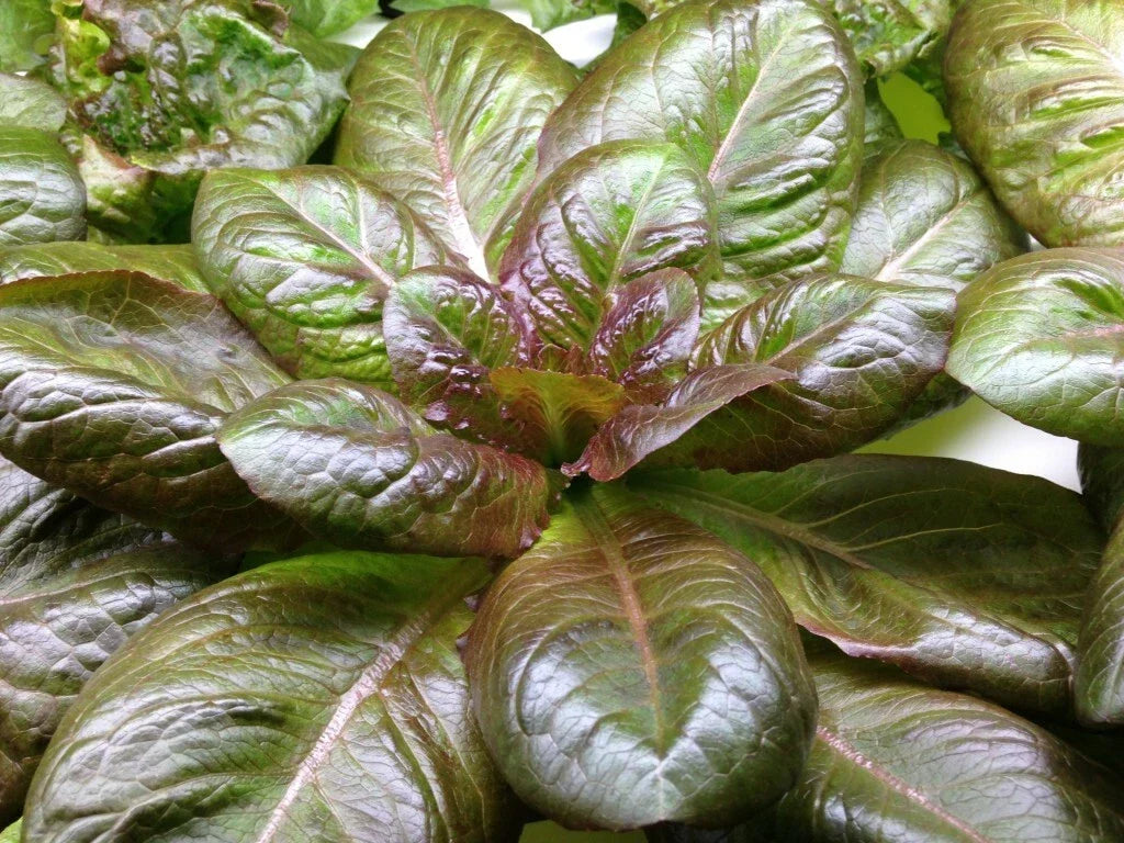 Rouge D'Hiver Lettuce Seeds, Non-GMO Red Romaine, Organic Winter Lettuce, Heirloom Lactuca sativa Seeds for Salad Gardening