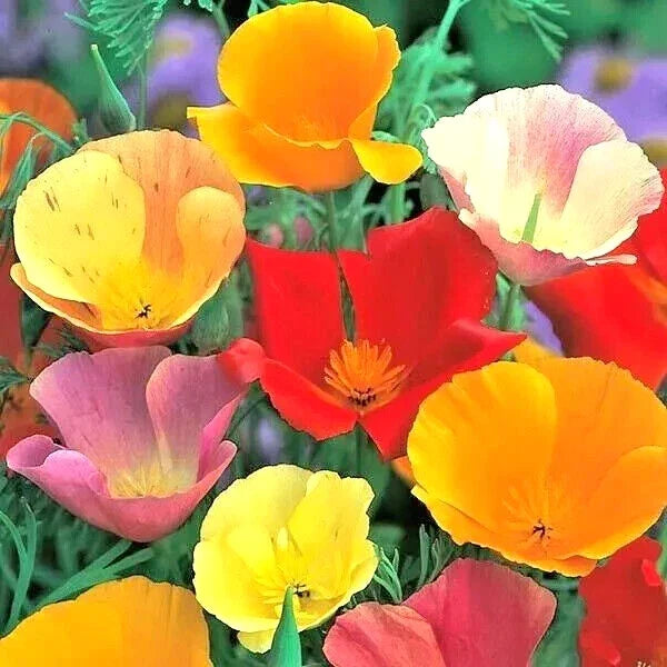 California Poppy Seeds Spring Mix – Deer-Resistant Wildflower Seeds for Hummingbirds – Eschscholzia californica, 400+ Seeds