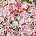 Blushing Bride Phlox Seeds, Perennial Flower Seeds, Pink and White Blooms, Phlox paniculata, Bee-Friendly, Garden Planting Pack