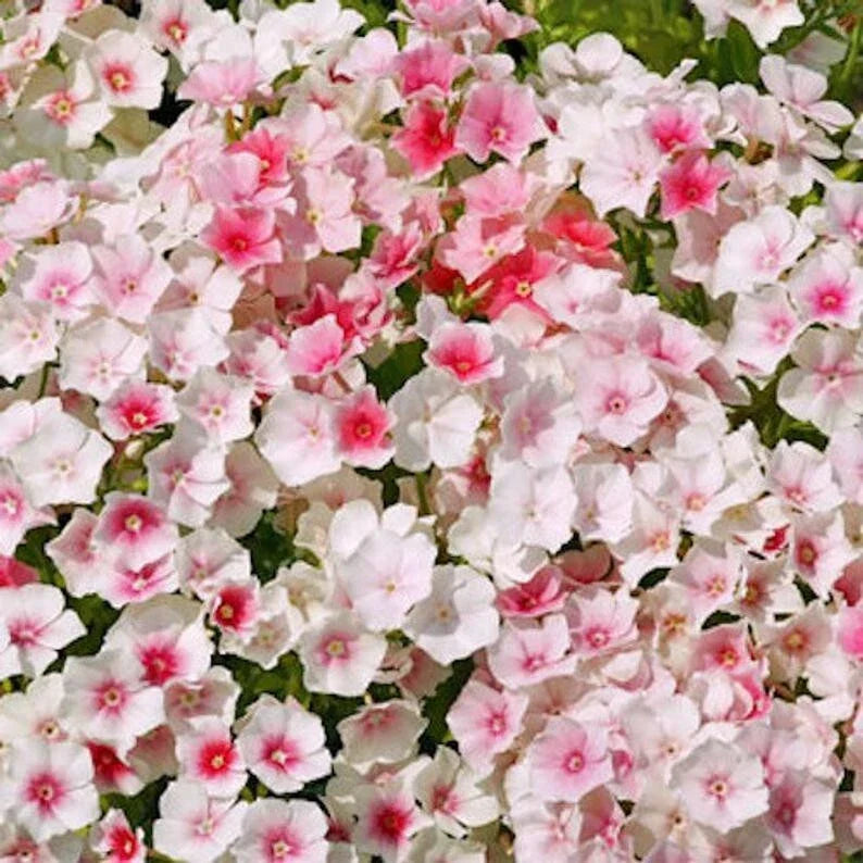 Blushing Bride Phlox Seeds, Perennial Flower Seeds, Pink and White Blooms, Phlox paniculata, Bee-Friendly, Garden Planting Pack