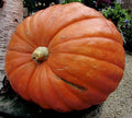 Big Max Pumpkin Seeds - 15 Non-GMO Heirloom Vegetable Seeds for Large Pumpkins - Cucurbita maxima