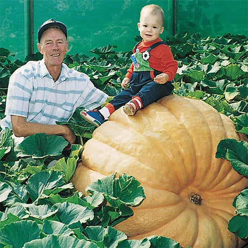 Dill's Atlantic Giant Pumpkin Seeds Bulk Pack Heirloom Non-GMO Cucurbita maxima