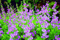 50 Indigo Bush Seeds - Indigofera amblyantha - Vibrant Indigo Flowers, Drought-Tolerant Native Shrub for Garden Planting