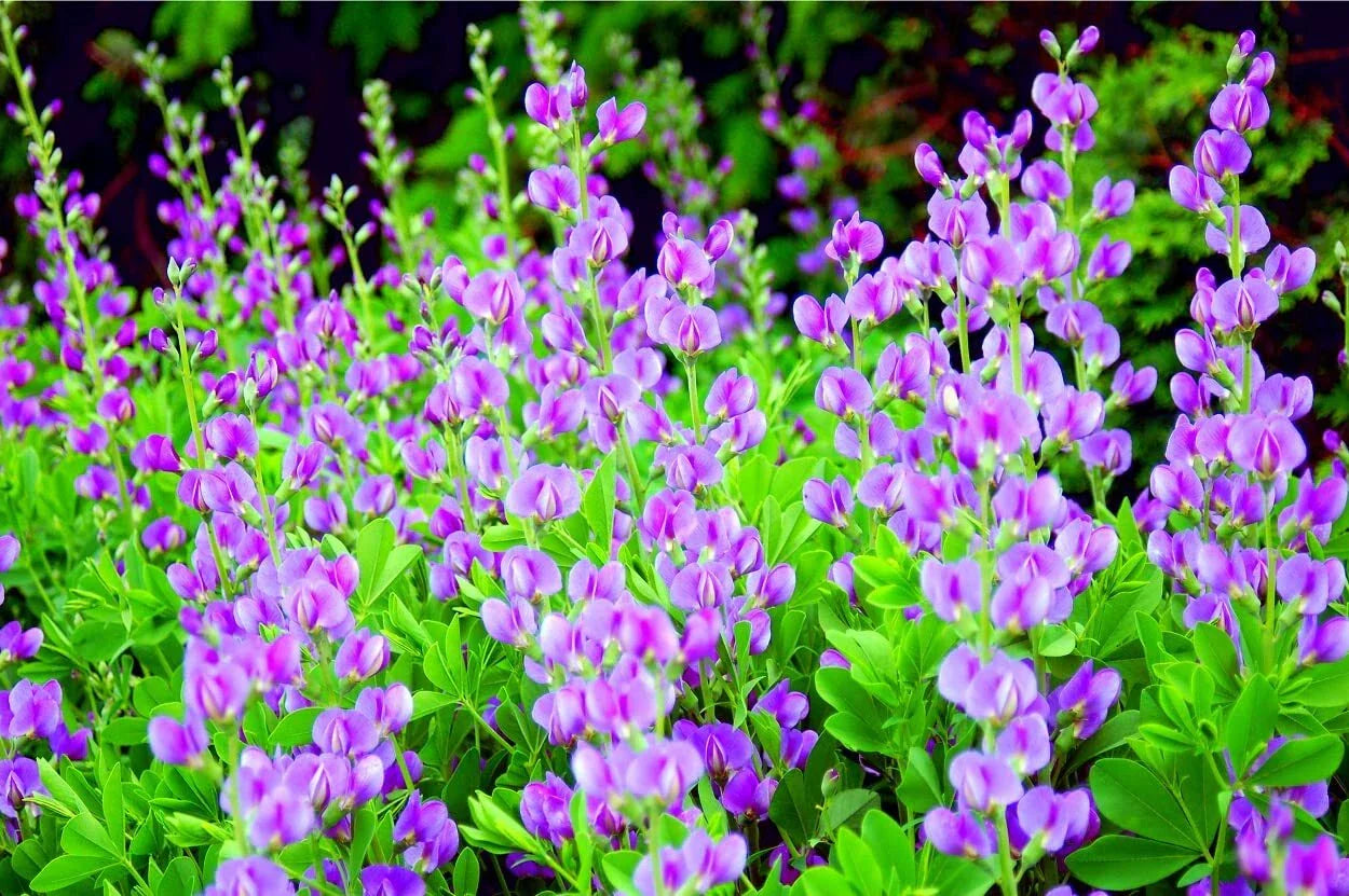 50 Indigo Bush Seeds - Indigofera amblyantha - Vibrant Indigo Flowers, Drought-Tolerant Native Shrub for Garden Planting