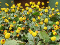 Toothache Plant Seeds - Buzz Button E, Acmella oleracea, Exotic Herb, Indoor or Garden, 150+ Seeds