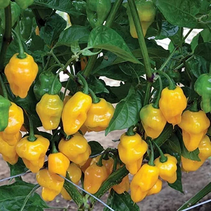 Trinidad Perfume Pepper Seeds - 10 Pack, Capsicum chinense, Aromatic Sweet Peppers for Growing Your Own Food