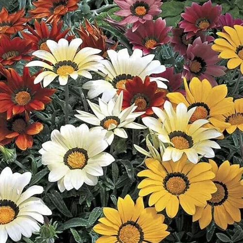 Gazania Seeds, 25 Count, Frosty Kiss Mix, Colorful Annual Flower Seeds, Gazania rigens
