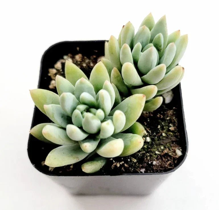 Sedeveria Silver Frost Succulent Live Plant 2-Inch | Indoor Garden Decor | Drought-Tolerant, Low Maintenance, Rosette-Forming