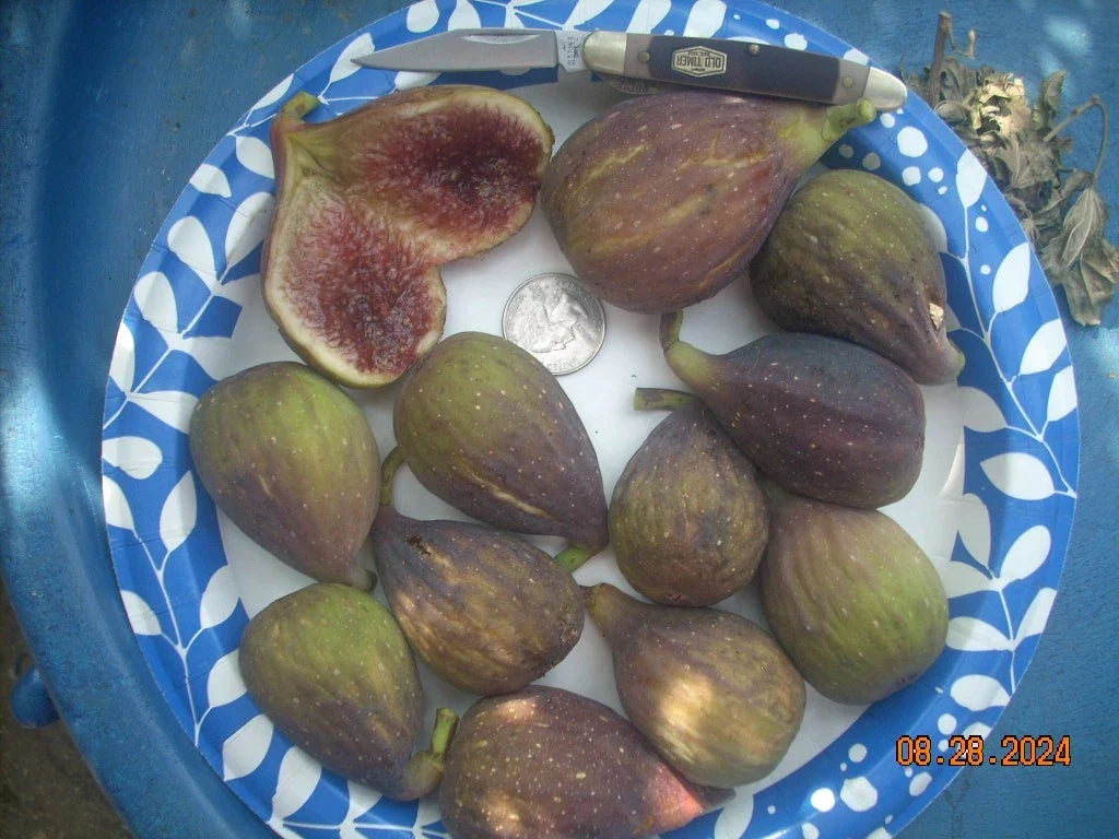 Longue D'Aout Fig Tree Cuttings Set – 5 Pcs Ficus carica for Large, Sweet Figs, Home Garden & Container Planting