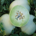 Green Honeydew Melon Seeds | Heirloom Non-GMO Cucumis melo | Juicy, Sweet Melon Seeds for Garden or Container Planting