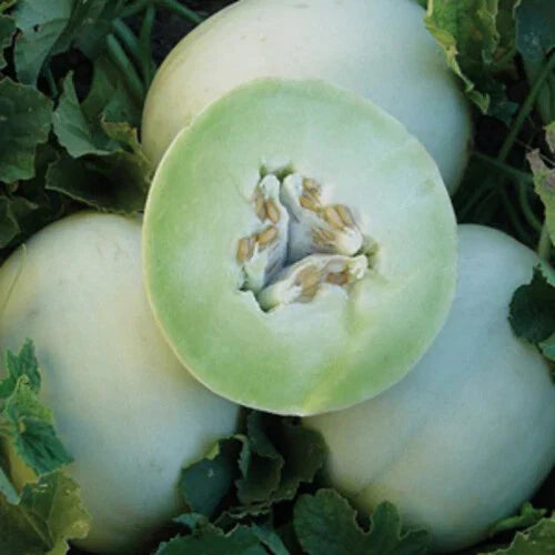 Green Honeydew Melon Seeds | Heirloom Non-GMO Cucumis melo | Juicy, Sweet Melon Seeds for Garden or Container Planting
