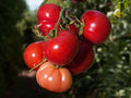 Tomato Seeds - Rutgers Heirloom Variety - Solanum lycopersicum - Organic, High Yield, Disease-Resistant, Fresh for Gardening