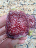 Ponte Tresa Fig Tree Cuttings - 2 Premium Ficus carica 'Ponte Tresa' - Sweet Edible Figs, Variegated Leaves, Drought Tolerant