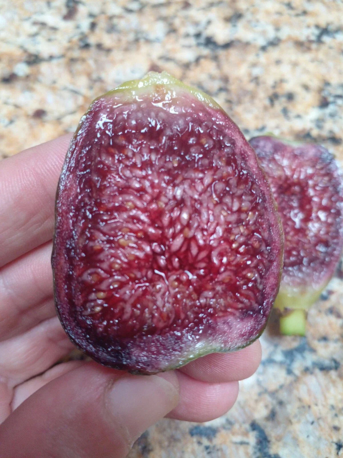 Ponte Tresa Fig Tree Cuttings - 2 Premium Ficus carica 'Ponte Tresa' - Sweet Edible Figs, Variegated Leaves, Drought Tolerant