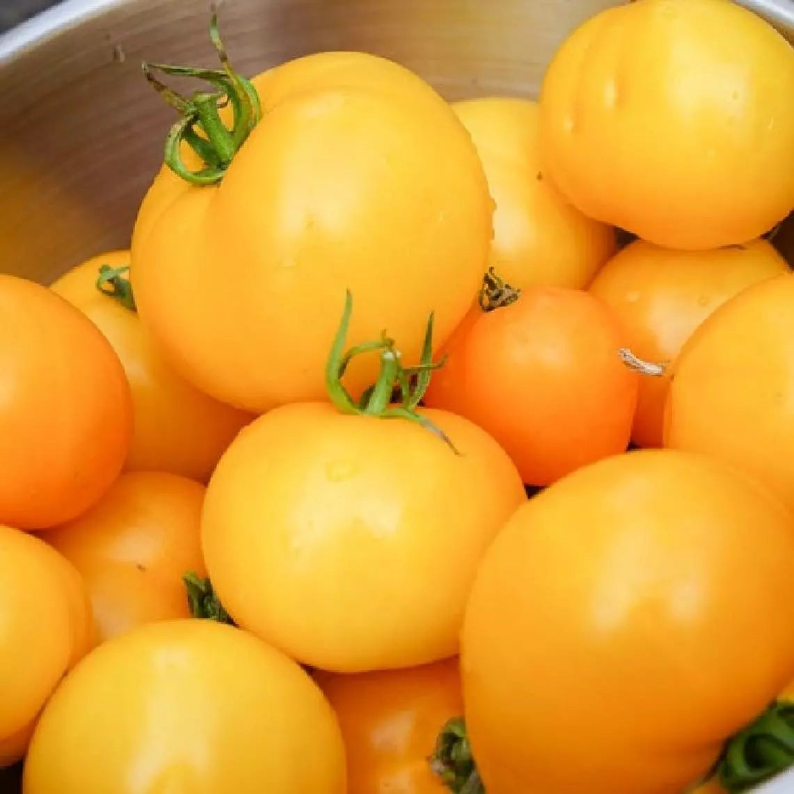 Golden Jubilee Tomato Seeds 100 Ct Heirloom Non-GMO Solanum lycopersicum Vegetable Seeds