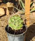 Opuntia Sulphurea Prickly Pear Cactus Pad Cutting - Live Rooted Segment for Drought-Resistant Garden, Succulent Plant, Xeriscaping