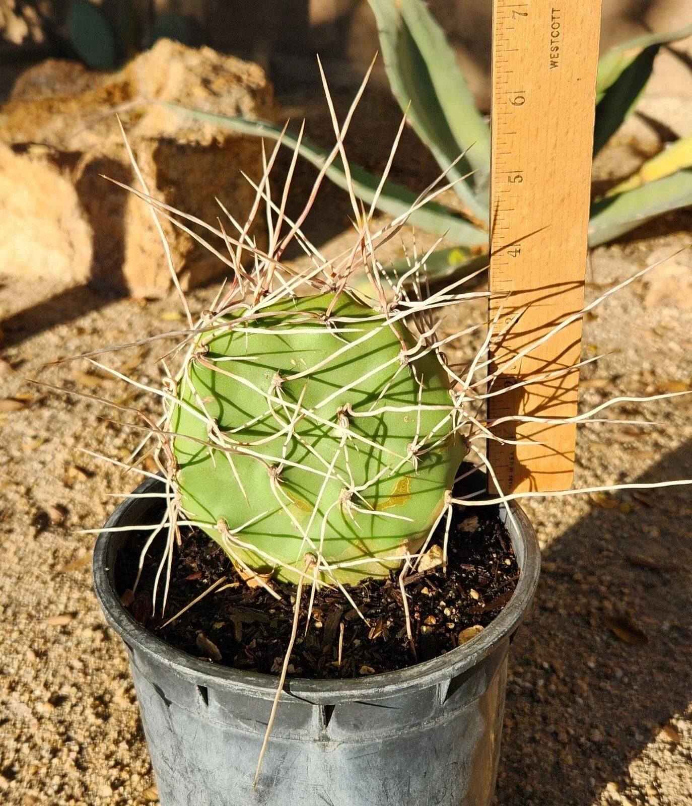 Opuntia Sulphurea Prickly Pear Cactus Pad Cutting - Live Rooted Segment for Drought-Resistant Garden, Succulent Plant, Xeriscaping