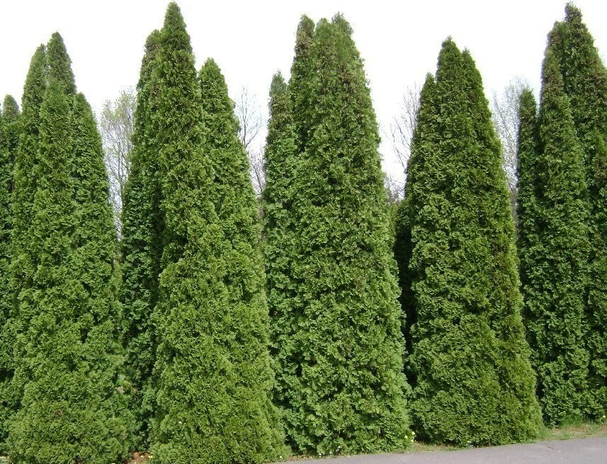 Thuja Tree Seeds, White Cedar Arborvitae, Thuja occidentalis, Bulk Seeds for Privacy Hedges & Landscaping