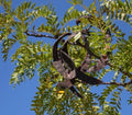 Honey Locust Seeds – Gleditsia triacanthos, Drought-Tolerant Fast-Growing Tree Seeds for Landscaping, 15+ Seeds