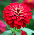 Cherry Queen Zinnia Seeds - 50 Pack, Red Double Flowers, Butterfly Attracting, Zinnia elegans, Annual Flower Seeds