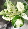 Manjula Pothos Plant - Fully Rooted Epipremnum aureum Indoor Houseplant, Variegated Green and Cream Foliage