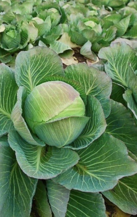 Brunswick Cabbage Seeds 2,000 Count - Danish Ballhead Non-GMO Vegetable Seeds for Garden Planting