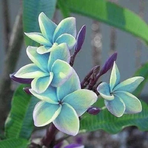 Blue Plumeria Seeds - 5 Perennial Flower Seeds - Plumeria rubra - Tropical Blue Blooms for Garden, Pot, or Landscape