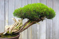 Thuja plicata Bonsai Tree Seeds - Western Red Cedar Evergreen Seeds for Gardening and Landscaping - 30 Seeds